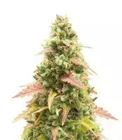 GG#4 Original Glue cannabis seeds
