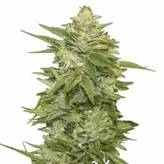 GG-48 cannabis seeds by Nirvana Seeds