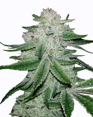 GG4 Glue cannabis seeds