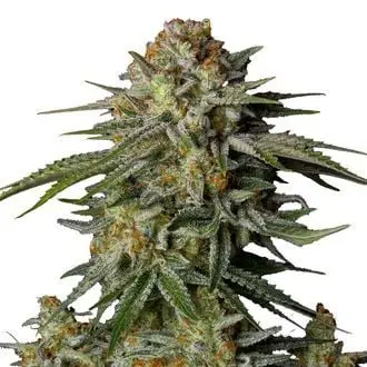 GG4 Sherbet FF cannabis seeds by Fastbuds