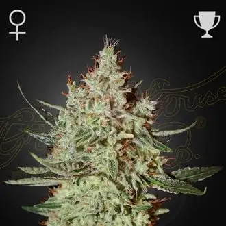 GH Cheese cannabis seeds by Greenhouse Seeds