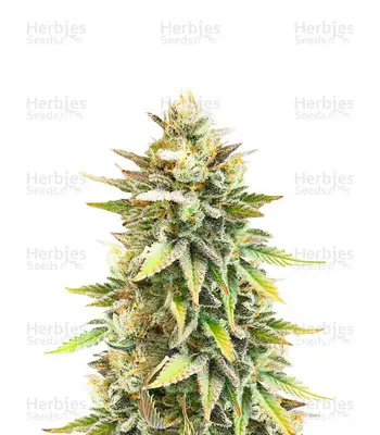 Ghost Chem OG cannabis seeds