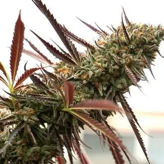 Ghost Of NYC cannabis seeds