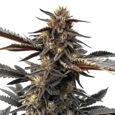 Ghost OG cannabis seeds by Blimburn Seeds