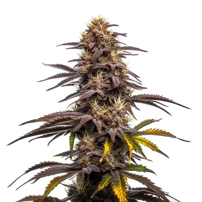 Ghost Train Haze x Pellezino cannabis seeds