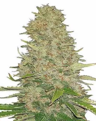 Ghost Train Haze cannabis seeds