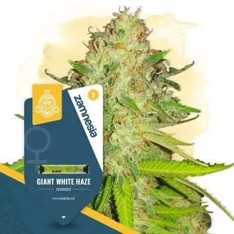Giant White Haze cannabis seeds by Zamnesia Seeds