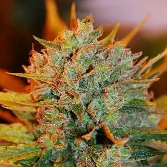 Gigabud cannabis seeds by G13 Labs