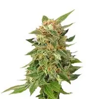 Ginger Punch cannabis seeds