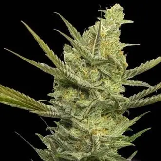 Gipsy Haze cannabis seeds