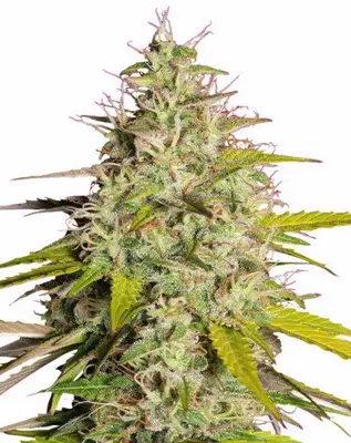 Girl Scout Cookies Fast Flowering cannabis seeds