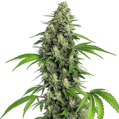 Girl Scout Cookies Fast Version cannabis seeds
