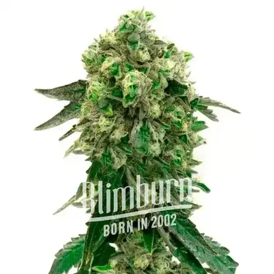 Girl Scout Cookies x Blue Head Band cannabis seeds