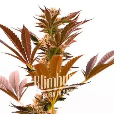 Girl Scout Cookies x Cheese cannabis seeds