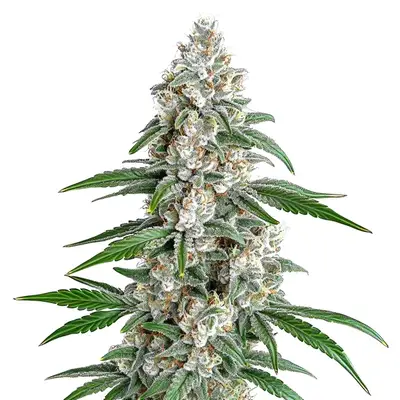 Girl Scout Cookies x Chemdog cannabis seeds
