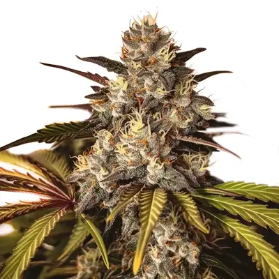 Girl Scout Cookies x Do-Si-Dos cannabis seeds