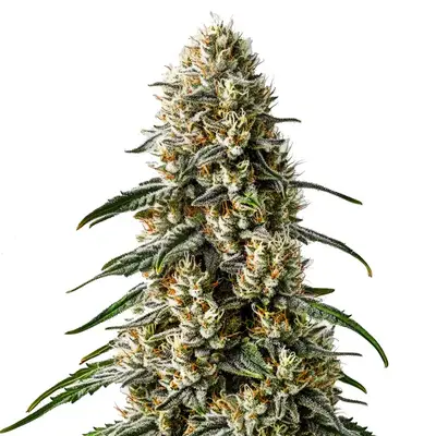 Girl Scout Cookies x Jack Herer cannabis seeds