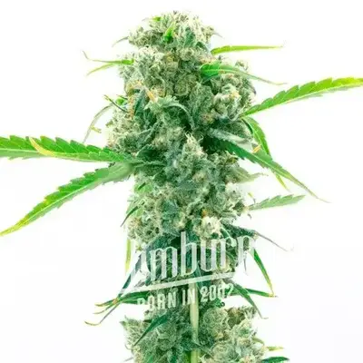 Girl Scout Cookies x Kush cannabis seeds