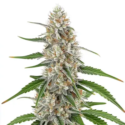 Girl Scout Cookies x OG Kush cannabis seeds