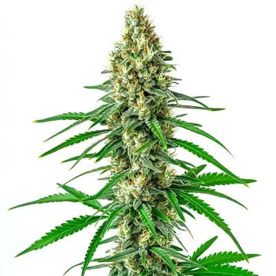 Girl Scout Cookies x Sour Diesel cannabis seeds