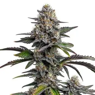 Glitter Bomb cannabis seeds by Blimburn Seeds