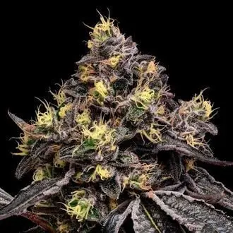 Glowberry Rush cannabis seeds