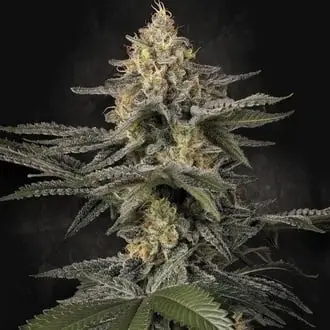 Glowstarz cannabis seeds by Paradise Seeds