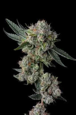 Glue 31 cannabis seeds