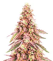 Glue Cookies cannabis seeds
