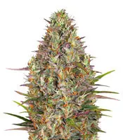 Glue Gelato cannabis seeds
