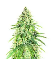 Glue Sherbert cannabis seeds