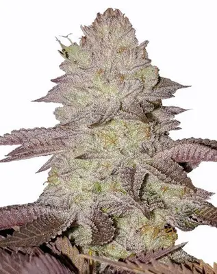GMO Cookies cannabis seeds