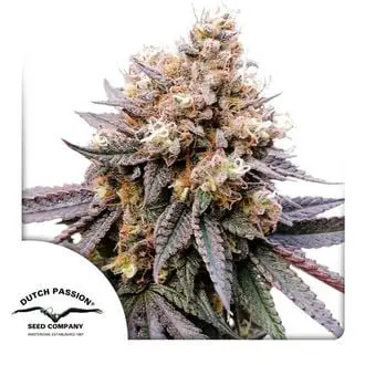 GMO Fast cannabis seeds by Dutch Passion
