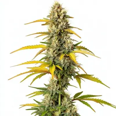 GMO cannabis seeds by Blimburn Seeds
