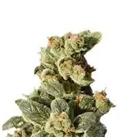 Gnomo cannabis seeds