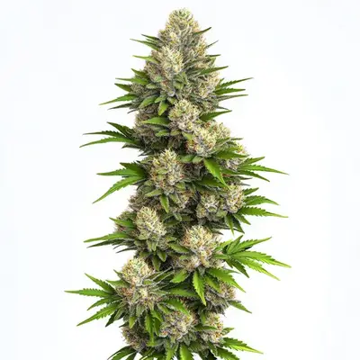 God Bud cannabis seeds by Blimburn Seeds