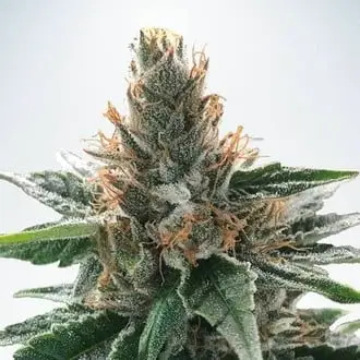 God's Glue cannabis seeds