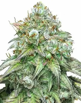Godfather OG cannabis seeds