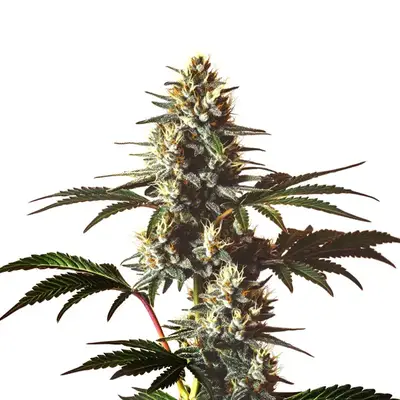 Gods gift cannabis seeds by Blimburn Seeds