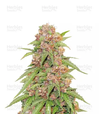 Godzilla Cookies cannabis seeds
