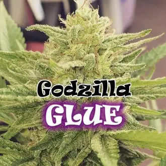 Godzilla Glue cannabis seeds by Dr. Underground