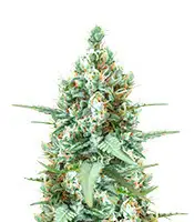 Godzilla Original Glue GG#4 cannabis seeds