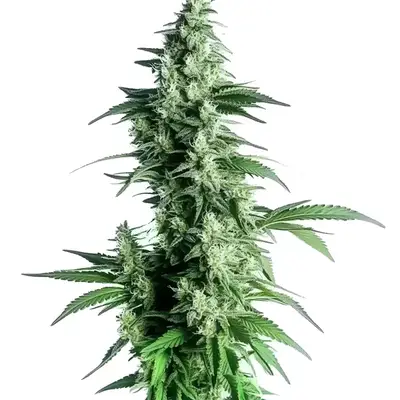 Goji OG cannabis seeds by Blimburn Seeds