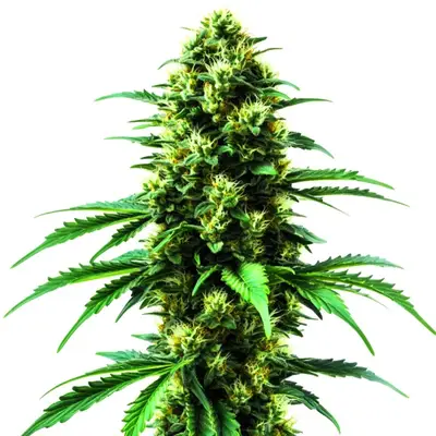 Gold Leaf cannabis seeds by Blimburn Seeds