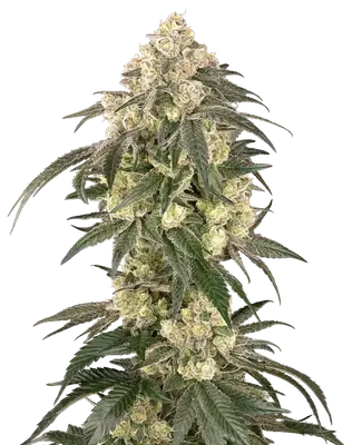 Gold Line Z cannabis seeds