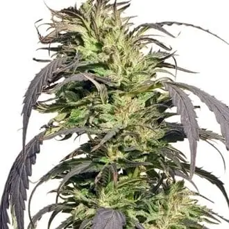 Gold Rush Outdoor cannabis seeds by Spliff Seeds