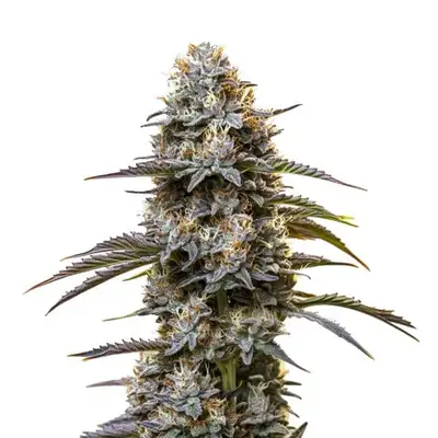 Golden Goat cannabis seeds by Blimburn Seeds