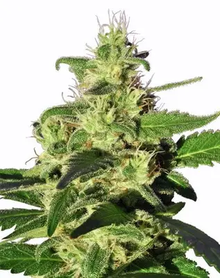 Golden Nugget cannabis seeds