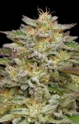 Golden Sands cannabis seeds