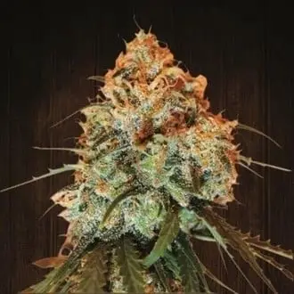 Golden Tiger cannabis seeds